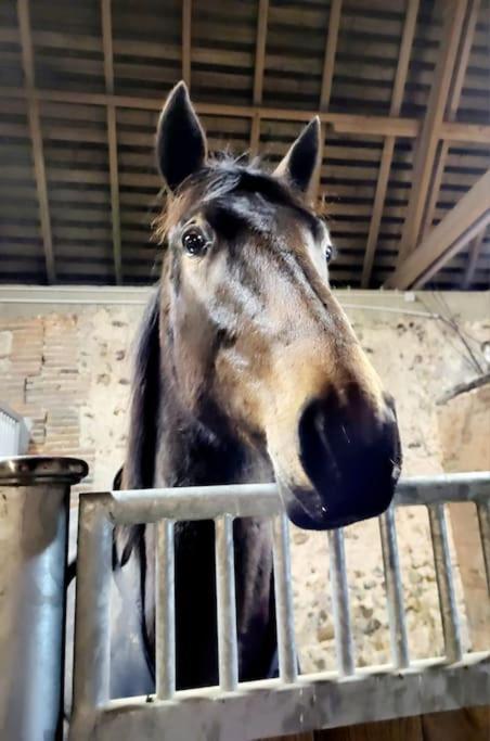 Gite Au Haras D'Agathe Et Ses Princes Les Barils Exterior foto