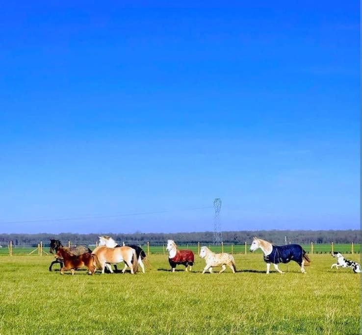 Gite Au Haras D'Agathe Et Ses Princes Les Barils Exterior foto